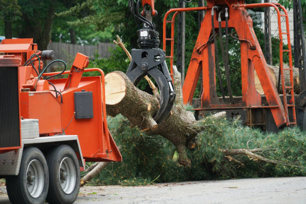 Emergency Storm Tree Removal